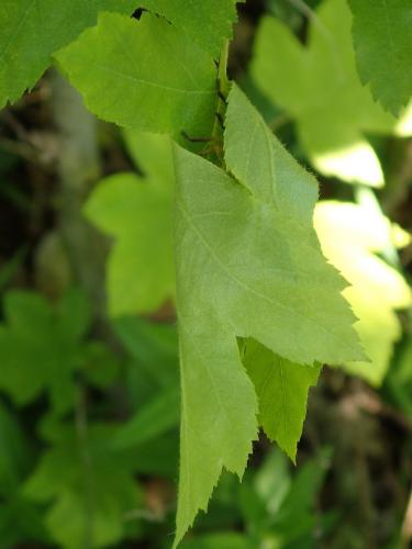 Olios argelasius